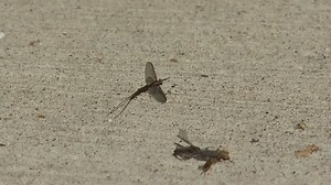 Part of Tri-State see swarms of Mayflies