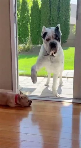 Fake tough Pitbull vs giant Cane Corso 😂, #shorts #dogs #funnydogs #viral, dog prank, cane corso