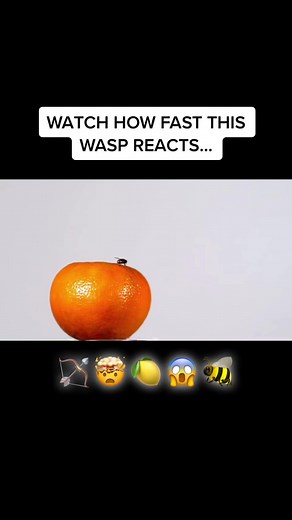 Fastest Wasp Reaction Time | Science Facts Revealed