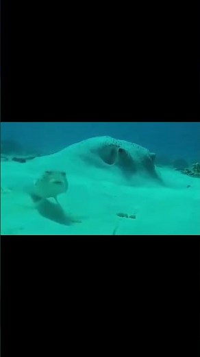 Huh Fish Meme #memes