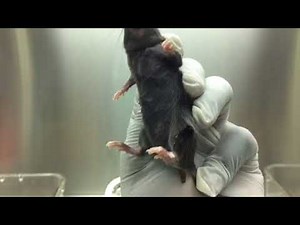 Mice intramuscular injection