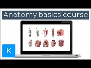 Human anatomy basics free Udemy course | Kenhub