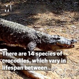 A crocodile? As a pet? 😳 | Metro