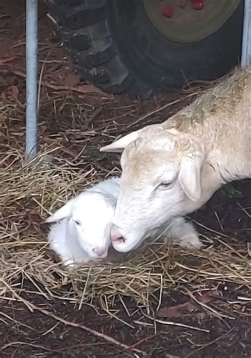 Lamb baby newborn