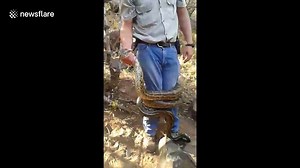 Snake catcher has close call when huge python constricts his legs