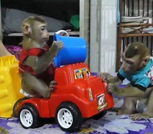 41K views · 301 shares | Mori And Dodo In Door With Toys | TV Monkey | Facebook