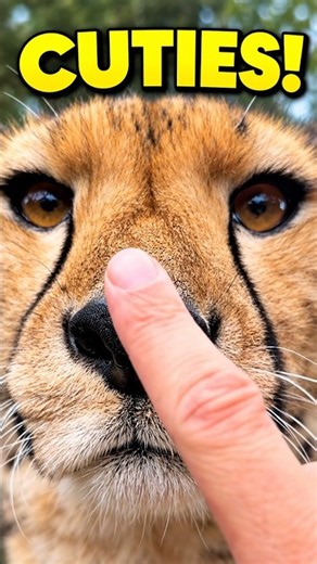 Why Are Cheetahs So Friendly? 🐆