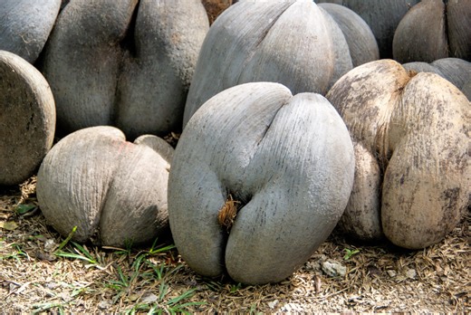 Le Coco de mer, la plus grosse graine du monde à la forme très suggestive, s'épanouit dans la “consanguinité” selon une nouvelle étude