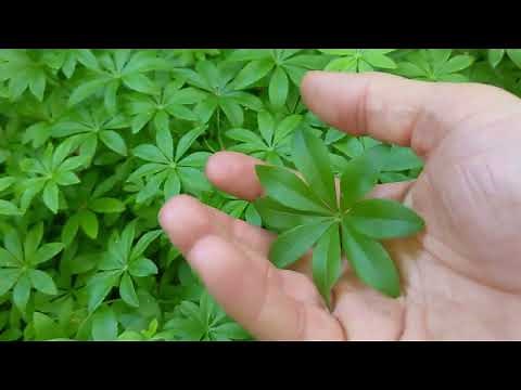 Sweet woodruff (galium odoratum) - Foraging UK -