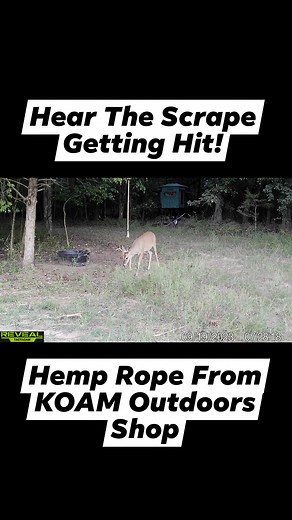 14 reactions | How a bucks works a scrape! #new #reels #mockscrape #deer #deerhunting | KOAM Outdoors LLC | Facebook
