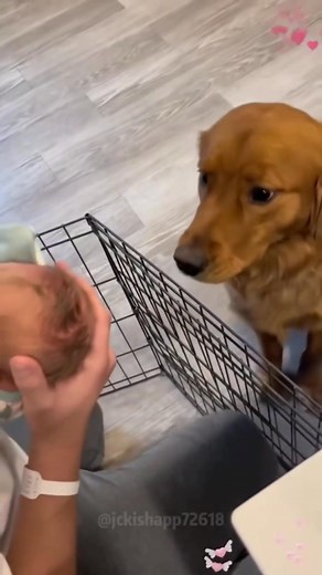 34K views · 1K reactions | Dogs and their reactions to babies is heartwarming  Hope this compilation brings as smile to your face like it did mine  #dogsandbabies #Heartwarming #fbreelsvideo #lovethis #babiesanddogs #love #dogs #baby | Whispers of the Soul | Facebook
