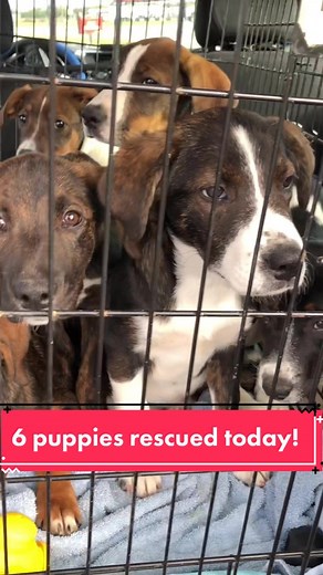 Beagle-Lab Mix Puppies Available for Adoption Soon