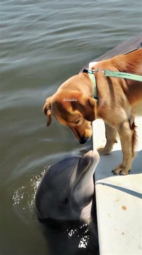 Dog Meets Dolphin For The First Time!