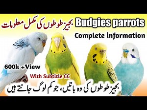 Australian Budgies Parrot Breeding Tips | Budgies Parrot Colony & Cage Setup |Budgies Bird Food List
