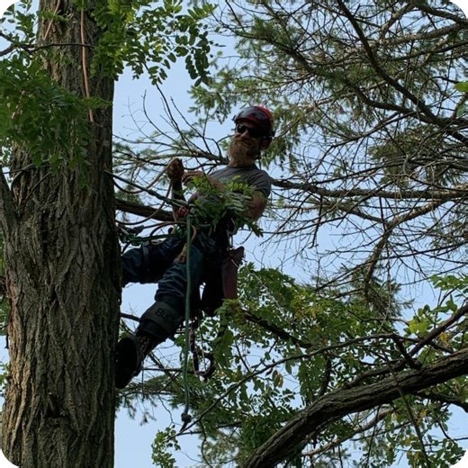 Otto Tree Service LLC Delivers Expert Tree Trimming Service in Waterford That Prioritizes Safety and Precision