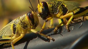 Insect invasion: Israel battles plague of locusts
