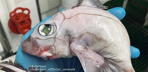 Netizens baffled after "Frankenstein's fish" picture goes viral