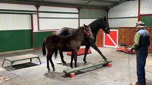 Trick training a six month old colt. | Allen Pogue