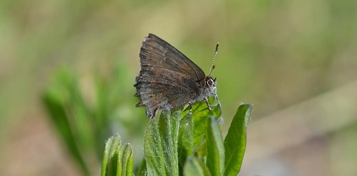 Insect apocalypse? Not so fast, at least in North America