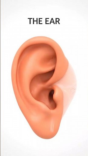 The Ear 👂 (How You Hear Sound)
