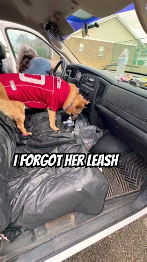 My deaf dog Sam gets confused, she thinks we’re filming for content. #deafdog #shorts