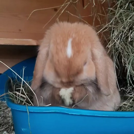 zwerge.vom.malerdorf on TikTok