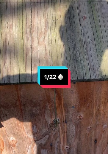 Collecting Backyard Chicken Eggs: A Daily Routine