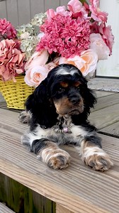 Penny🎀 Our up and coming American Cocker Spaniel puppy! She is as sweet as she is beautiful 🤍✨ | Gulf Breeze Kennels