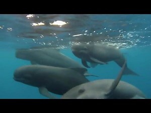 9.3K views · 834 reactions | Canada’s oceans need you. The future of our fisheries, coastal communities and marine animals depend on it. | Oceana Canada | Facebook