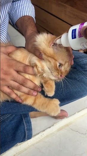 Persian Cat Ear Cleaning With Epiotic Ear Cleanser