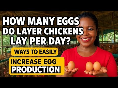 How Many EGGS Do Layer Chickens LAY PER DAY