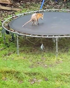 Fox on a trampoline! 🦊 | Animal Lovers