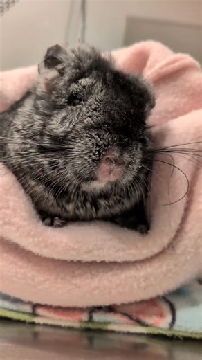 Amber Rose on Instagram: "Doctor B believes this is a continuation of the severe infection she had in her scalp and ear, we're struggling to clear it. The ear and sinuses are connected, and it could have spread. Her lungs sound clear and healthy. She will be on antibiotics twice a day for the next 30 days, in addition to receiving nebulizing treatments to help clear her sinuses. #chinchilla #chinchillas #smallpets #rescue #chronicillness"