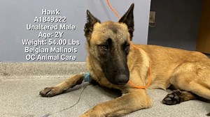 RESCUED 1/27/24 by Outreach Pawsabilities Inc Rescue. URGENT UPDATE! Hawk is EUTH listed again! His medical condition improved, but OC Animal Care does not like his behavior in the shelter. Please rescue! Shelter notes: 1/18/24 Approached kennel. Hawk was standing on the other side but approached when I showed him the leash. Was able to crack door and leash without issue. Walked around the Sally Port and let him sniff the bushes. Was on high alert the whole time (standing tall, ears up, chest ou