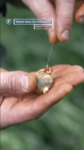 Can you believe this is in urban London!? - ‘Urban Fishing’ on FishingTV