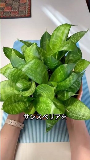 How to endlessly grow air-purifying plants at home.