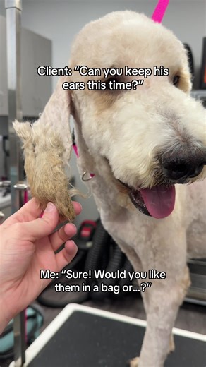 here u go pookie 🤗 | Dog Groomer