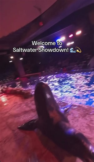 Georgia Aquarium on Instagram: "A POV filled with flippers, facts, and friendly competition in our all-new sea lion presentation - Saltwater Showdown! 🥇 🌊 Join the live audience for an immersive experience to learn more about our California sea lions on your next visit. *Dolphin and sea lion presentations are included with your general admission tickets."