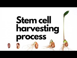 Apheresis. Harvesting life. Step by step.