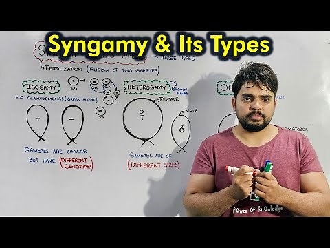 Syngamy and Its types: (Isogamy, Heterogamy & Oogamy) Fertilization vs Syngamy