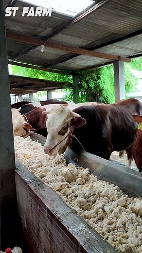 Tips for Feeding Cattle to Fatten Them Quickly