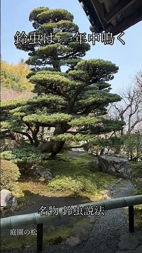 願いを一つだけ叶えてくれる京都の寺⛩️鈴虫寺⛩️