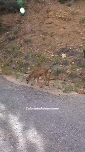 1.8M views · 81K reactions | Cute little mule deer fawn twins. #muledeer #fawn #coloradoadventures #babyanimals #Colorado | Colorado Adventures | Facebook
