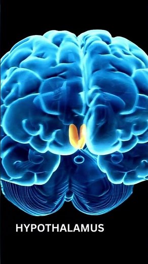 STRUCTURE OF HYPOTHALAMUS || FUNCTIONS & LOCATION OF HYPOTHALAMUS || MOLECULAR MYSTERIES