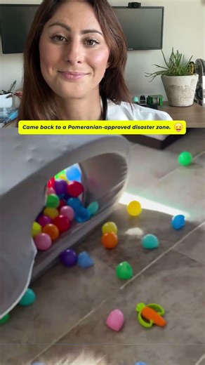 Came back to a Pomeranian-approved disaster zone.