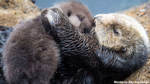 Wild sea otter gives birth to adorable pup at Monterey Bay Aquarium