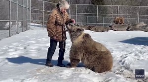 Carer shows special fur sweater to intrigued sanctuary bear