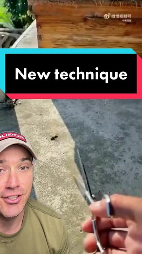 Using scissors to deal with a hornet in front of a beehive. New technique! #bees #beekeeping