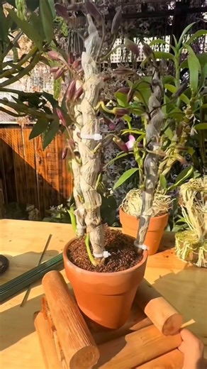 SHORT USEFUL TUTORIAL! repotting dendrobium orchid plants #short 🌳🌳🌳🌳🌱🌱