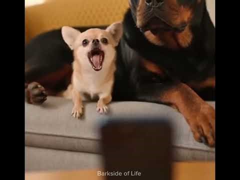 Chihuahua Thinks He’s the Boss of a Rottweiler 🤣